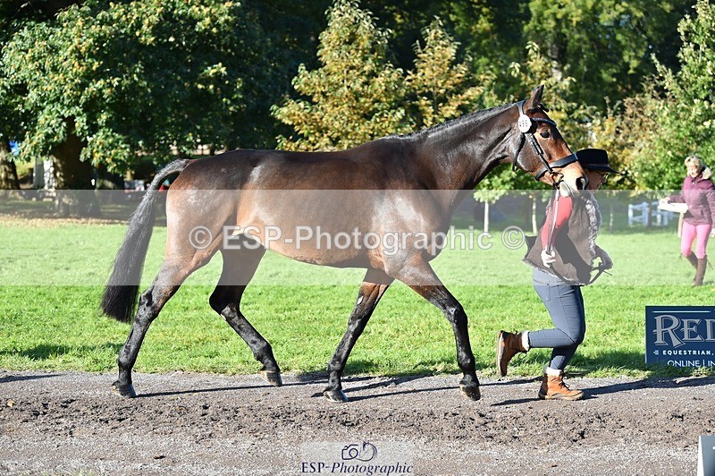 231022-104302-22687 - 496-HIGHDALE.AUTUMN.SUNRISE-Vicky.Stacey-TrotUp+SJ