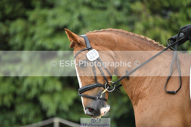 230525-144238-03162 - 323-CHESTNUT_BOBBY-Molly_Fletcher-WEDTrotUp+DR