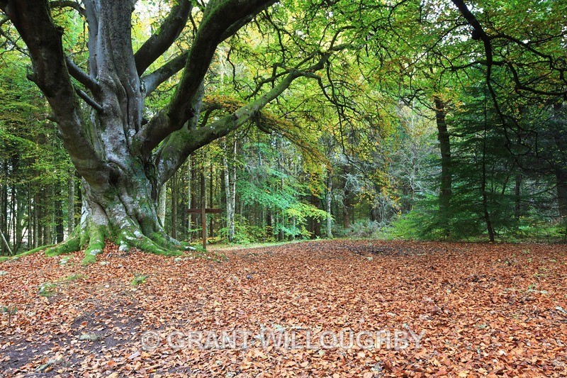  - Woods Trees Gorges and Waterfalls