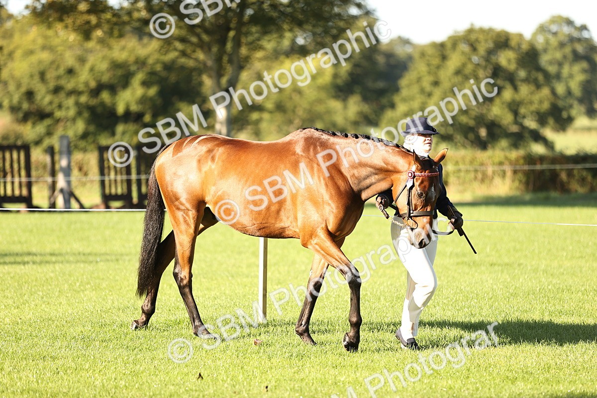 SBM_15693 - S1 - TSR in Hand Horse & Pony Showing