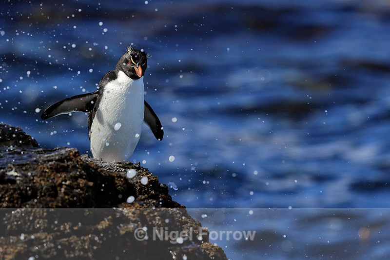 Rockhopper Penguin & sea spray, Bleaker Island, The Falkland Islands - Rockhopper Penguin