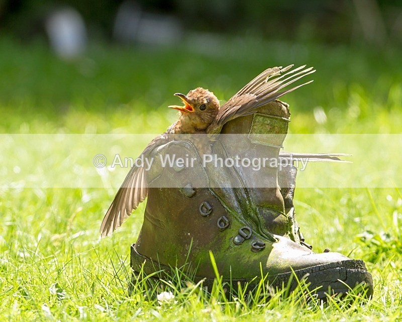 20120810-_MG_0438 - Thrushes