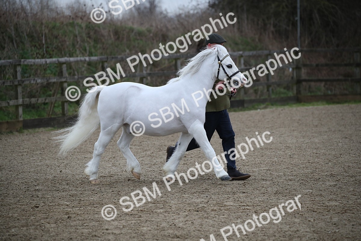 SBM_003937 - Class 1-4 - Young Stock classes Inc. In Hand Championship