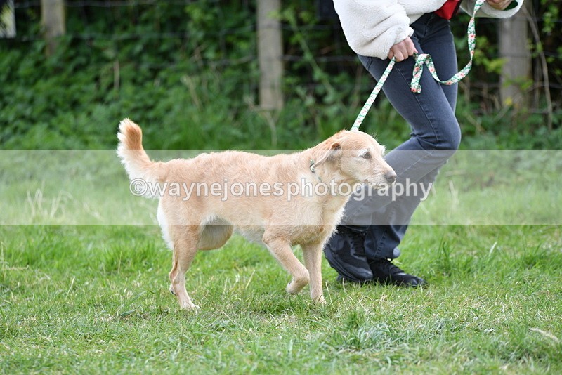 WJ5_9206 - Class 1 Best Cross Breed / Heniz 57