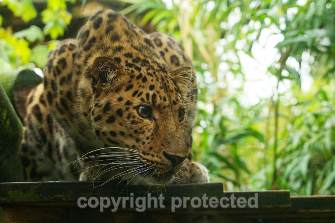 Crispin - Wildlife Vets International