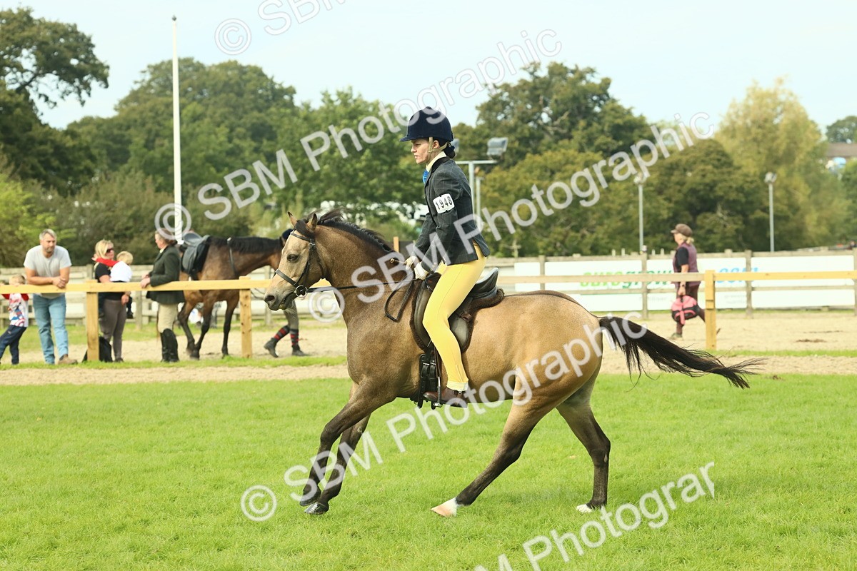 SBM_69840 - S59 - Mountain & Moorland Ridden Small Breeds