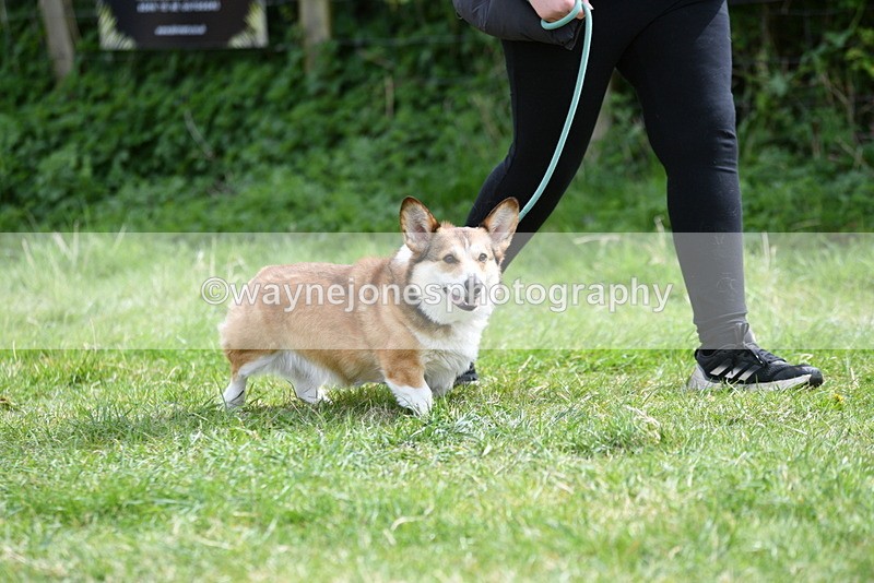 WJ5_9619 - Class 3 Most Handsome Dog