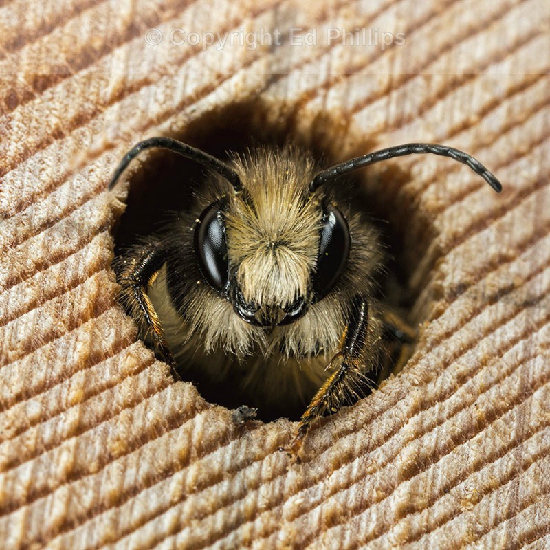 Osmia bicornis (m)