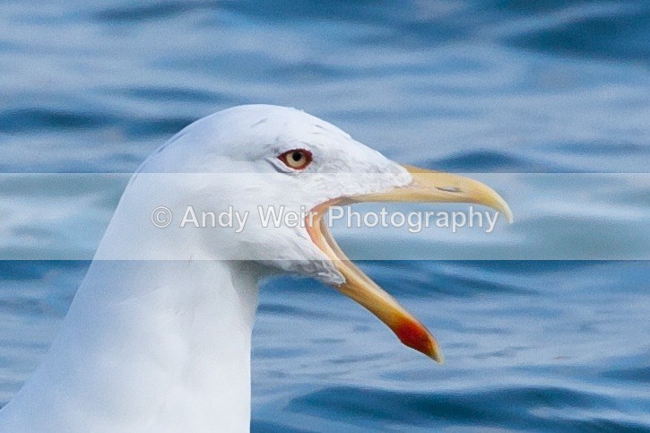 20110306-IMG_8149 - Lesser Black Backed Gull