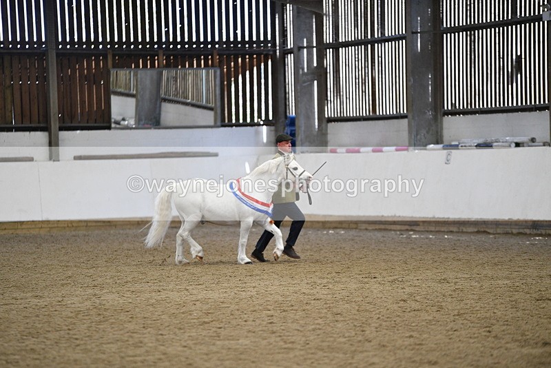 WJ5_5838 - Morning in hand Championship