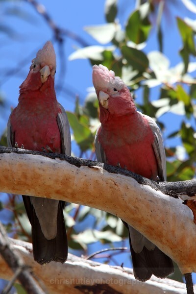  - Australian Birds