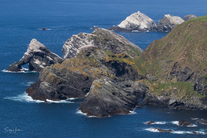 Gannet Cliffs 1 - Landscapes