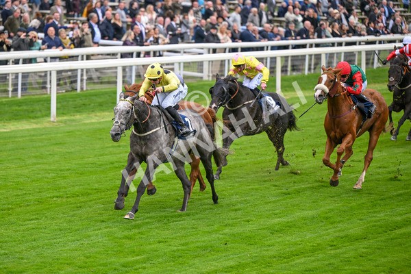 101025-Race 1-Ice Max-6191 - Race 1 William Hill Autumn Mile Handicap at York