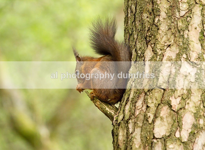 Red Squirrel 3 (disambiguation). - Eskrigg Nature Reserve Lockerbie