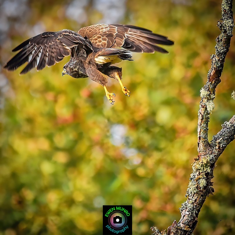 BBR-05-Common Buzzard - Raptors