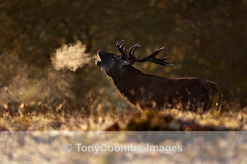 Red Deer (stag) - Other Wildlife