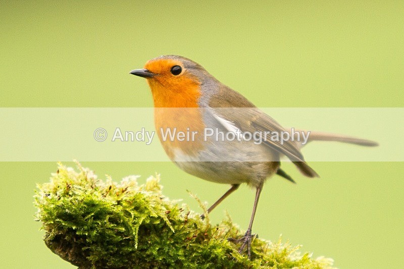 20120218-_MG_8806 - Robin