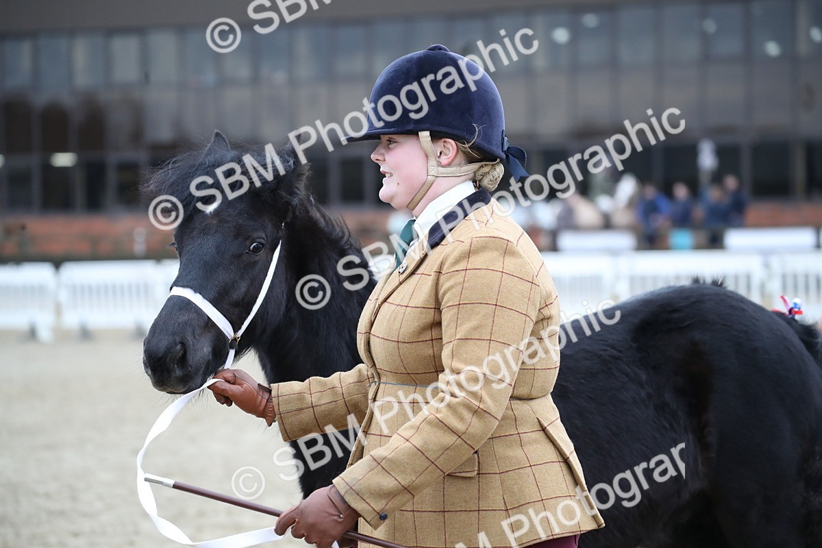 SBM_003963 - Class 1-4 - Young Stock classes Inc. In Hand Championship