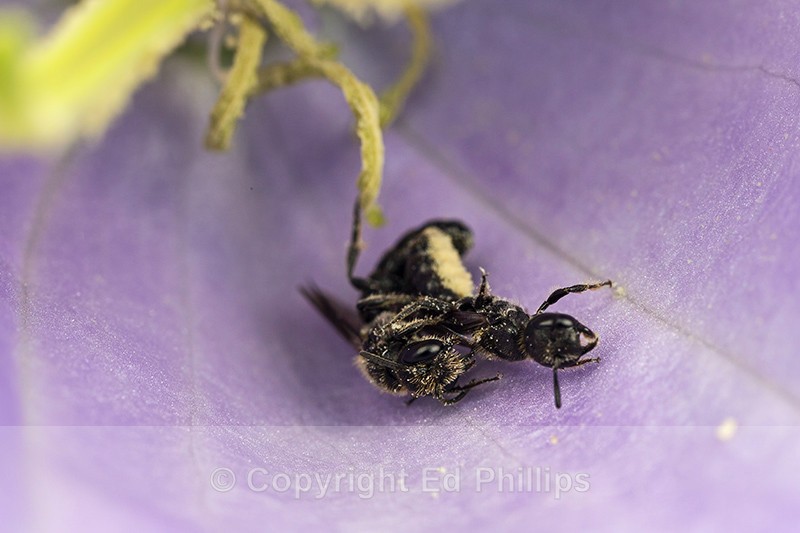 Chelostoma campanularum (Pair) - Chelostoma campanularum