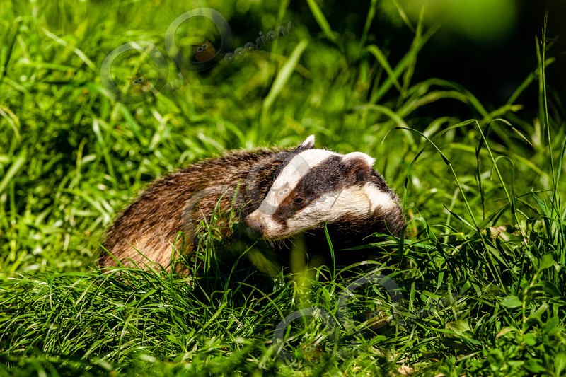 badger Meles meles-6531 - UK Wildlife