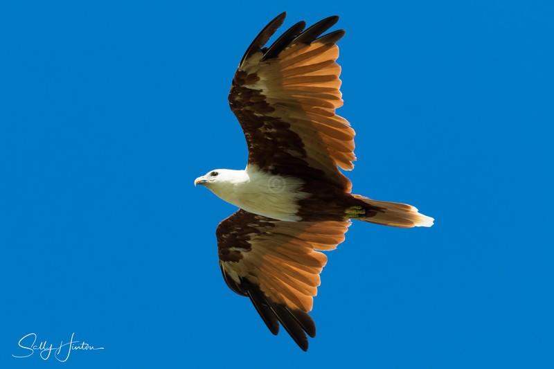 Brahminy Kite 3
