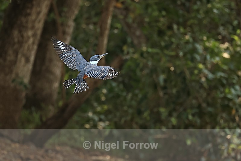 Ringed Kingfisher ascends into tree, Mato Grosso, Brazil - Ringed Kingfisher