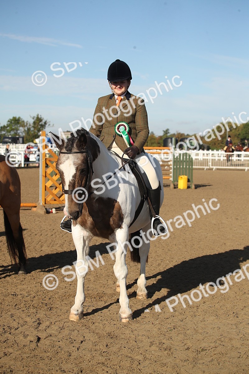 SBM_11591 - Class 502 - Riding Club Horse