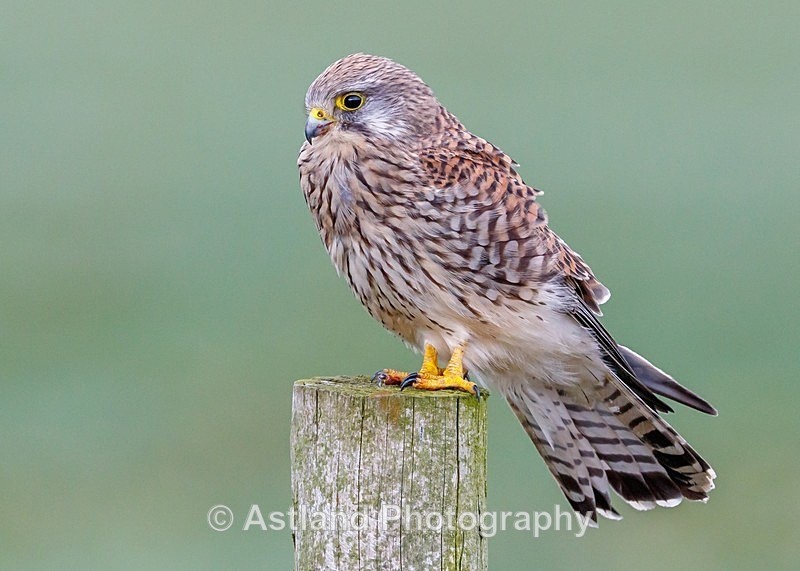 Astland Photography, Bird and Wildlife Images, Susan and Peter Wilson, U.K.