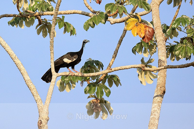 White-throated Piping-Guan, Brazil - White-throated Piping-Guan