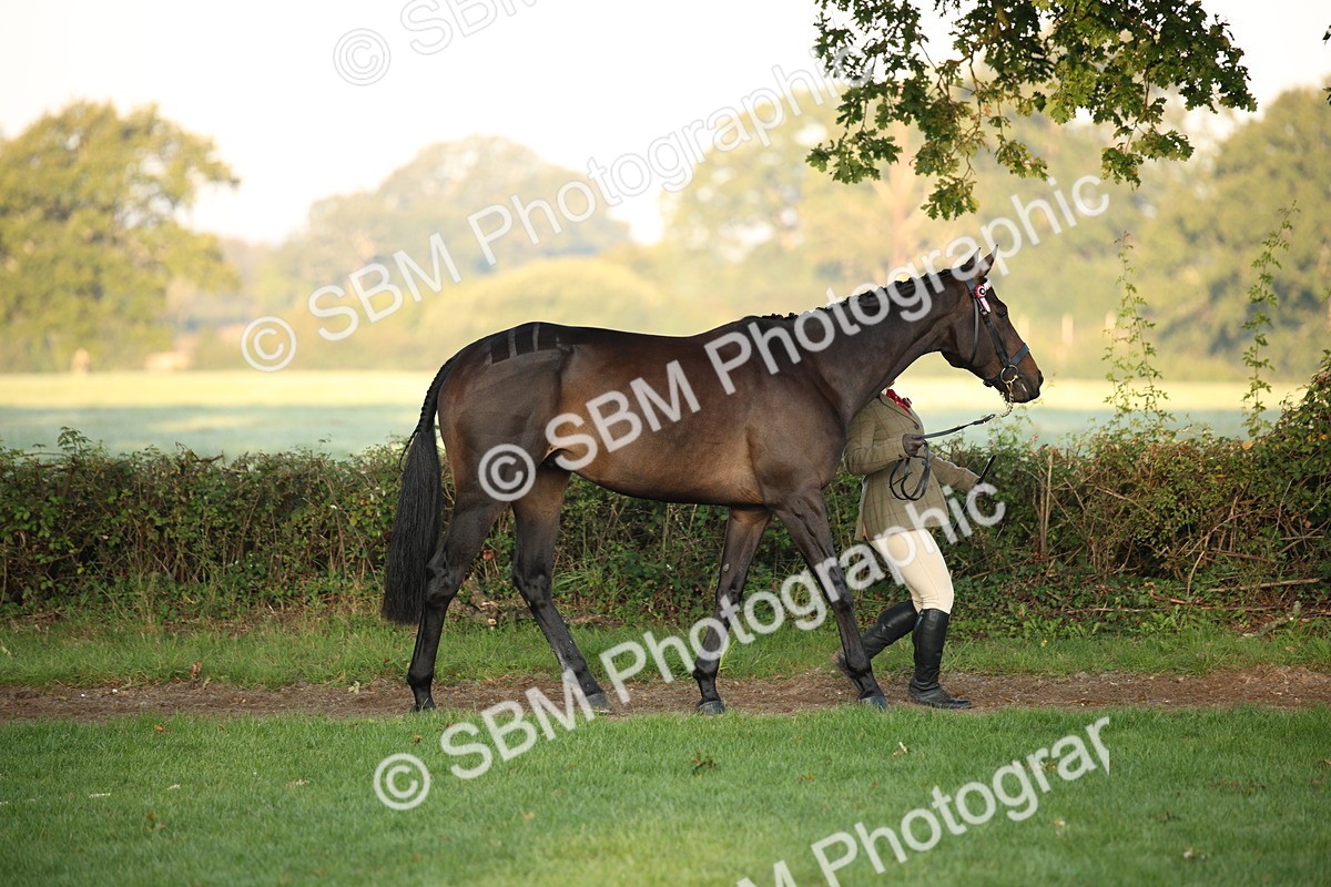 SBM_56834 - S49 - Riding Horse & Hack & Thoroughbred In Hand