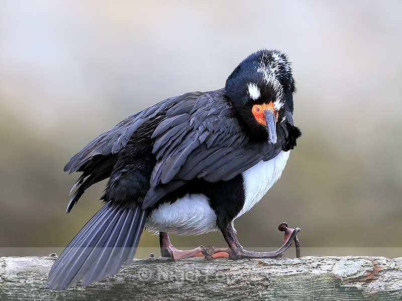 Rock Shag rubbing head, Carcass Island, Falklands - Rock Shag