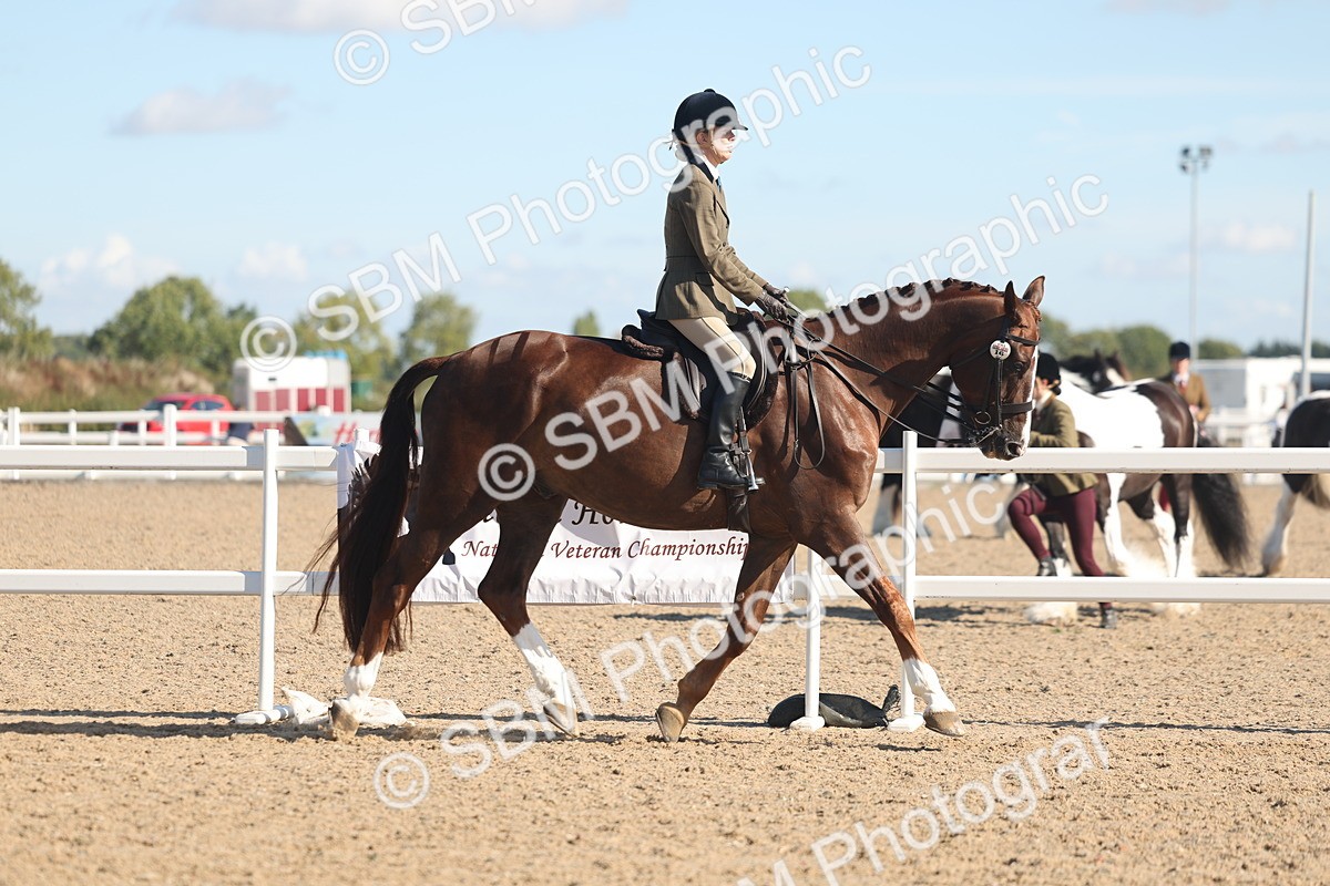 SBM_12989 - Class 305 - Ridden Foreign Breed Pure Bred