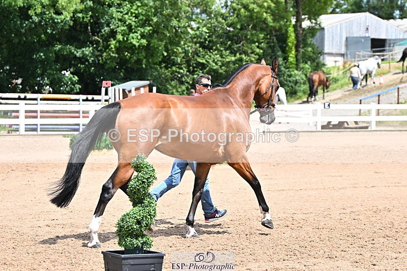 240718A-105307-01585 - Trot Up 1pm to 2pm