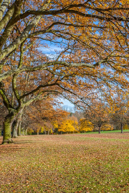 7SKJ4472 - Trees in Abington Park