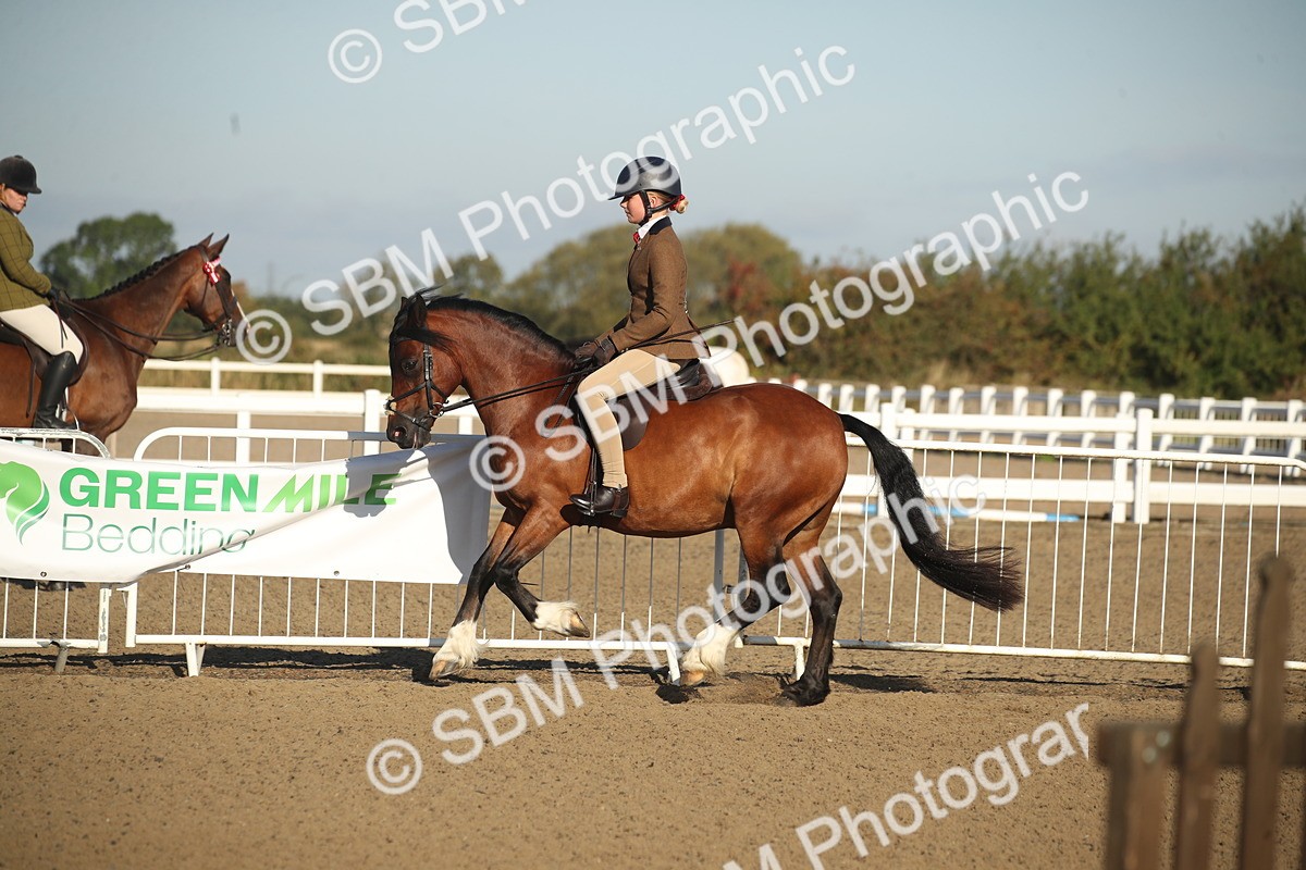 SBM_11559 - Class 502 - Riding Club Horse