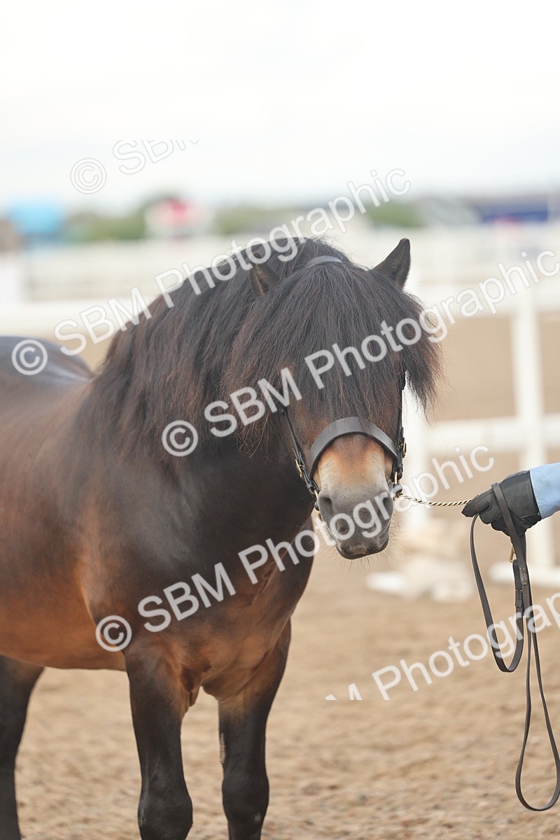 SBM_08542 - Class 29 - IH Veteran Pony
