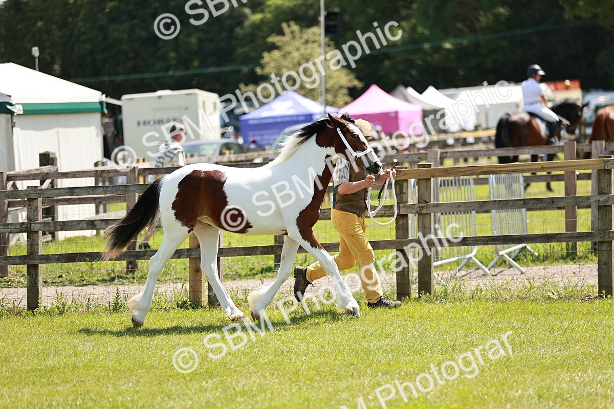 SBM_05495 - Class 41-45 - Riding Pony-Hunter Pony Breeding