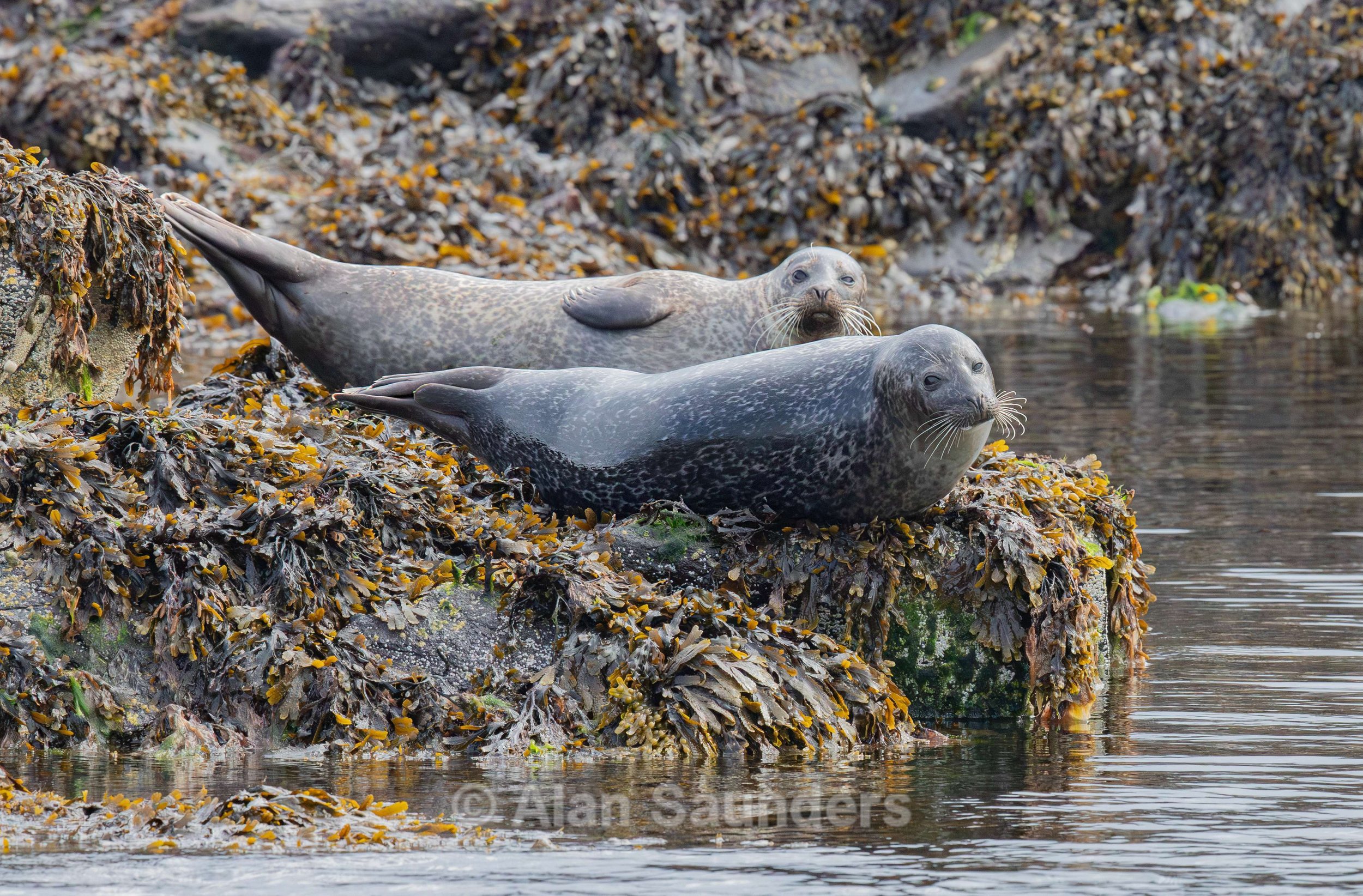 Common Seal 26