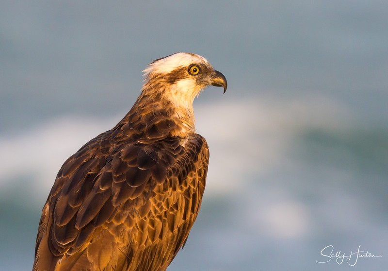 Osprey Golden 2