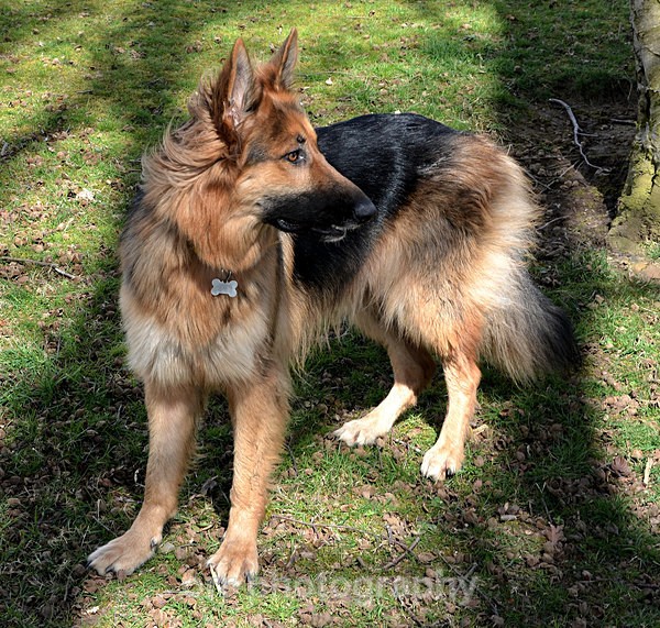 Maya - Dogs