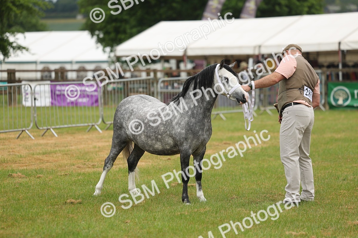 SBM_01395 - Class 50-57 - M&M Welsh Pony In Hand