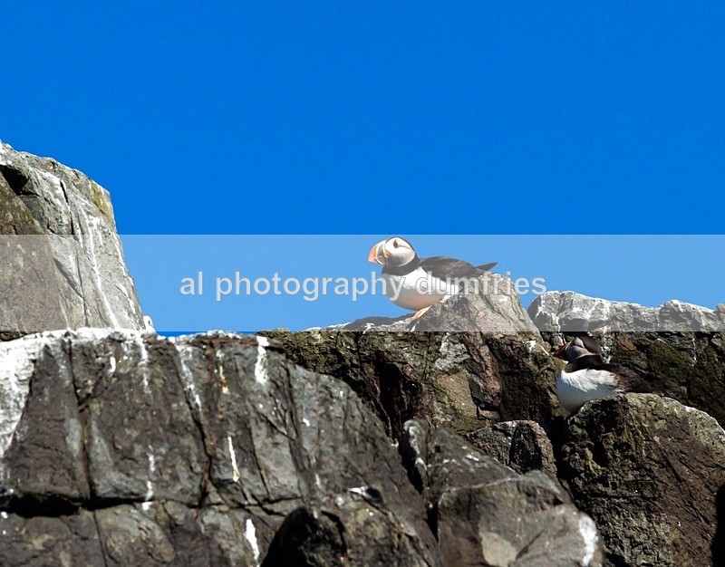 _CNP0376 - Farne Isles