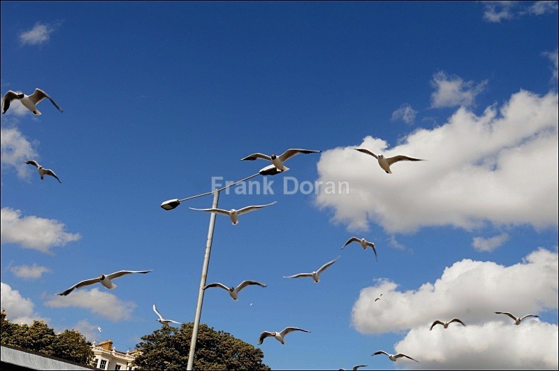 Seagulls - Southend on Sea - Frank Doran