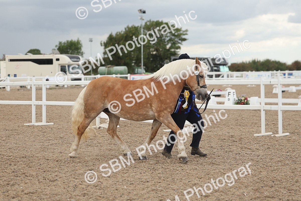 SBM_06941 - Class 25 - IH Foreign Breeds - Purebred