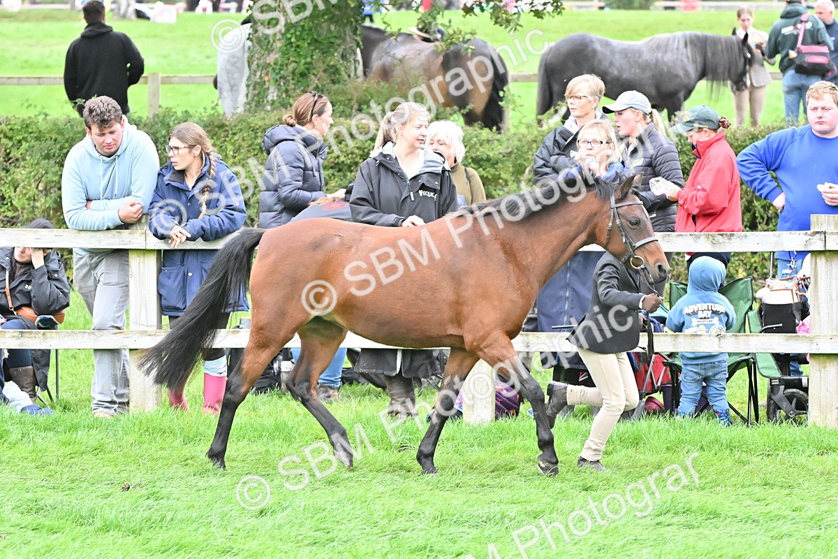 SBM_60997 - S48 - Mountain & Moorland In Hand Small Breeds