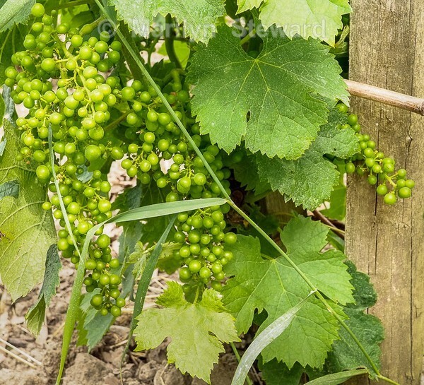 Margaux wine chateaux-44 - Bordeaux and nearby, France