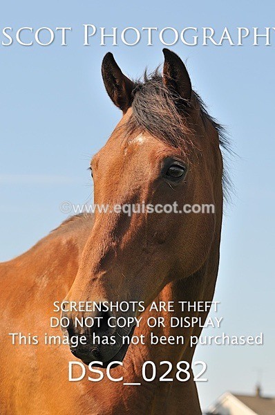 DSC_0282 - ARCHIVE REQUEST - Quincy and Guinness