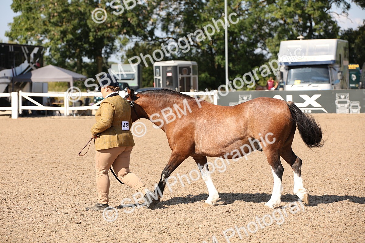 SBM_02761 - Class 16 IH M&M Wildcard