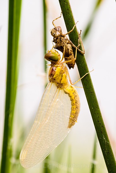 Newly Emerged Black-tailed Skimmer - Dragonflies & Damselflies