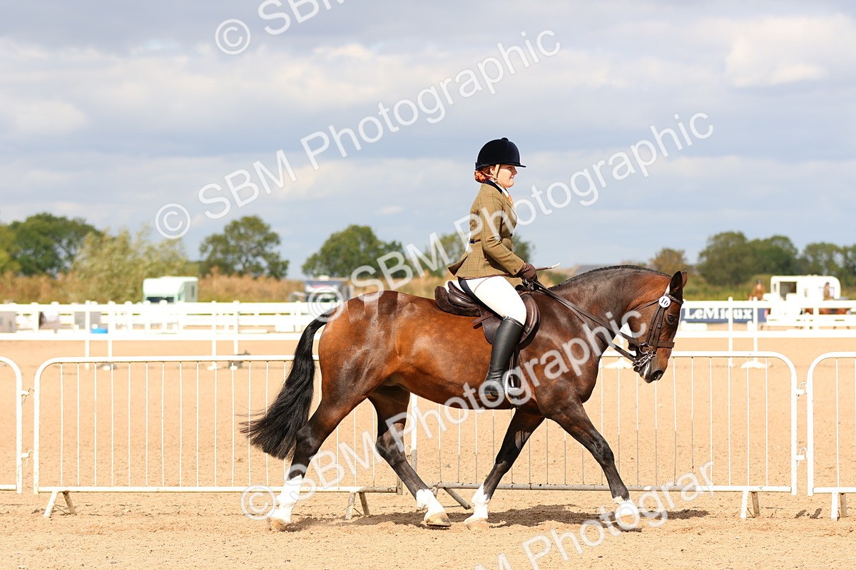 SBM_15482 - Class 214 - Ridden Show Cob